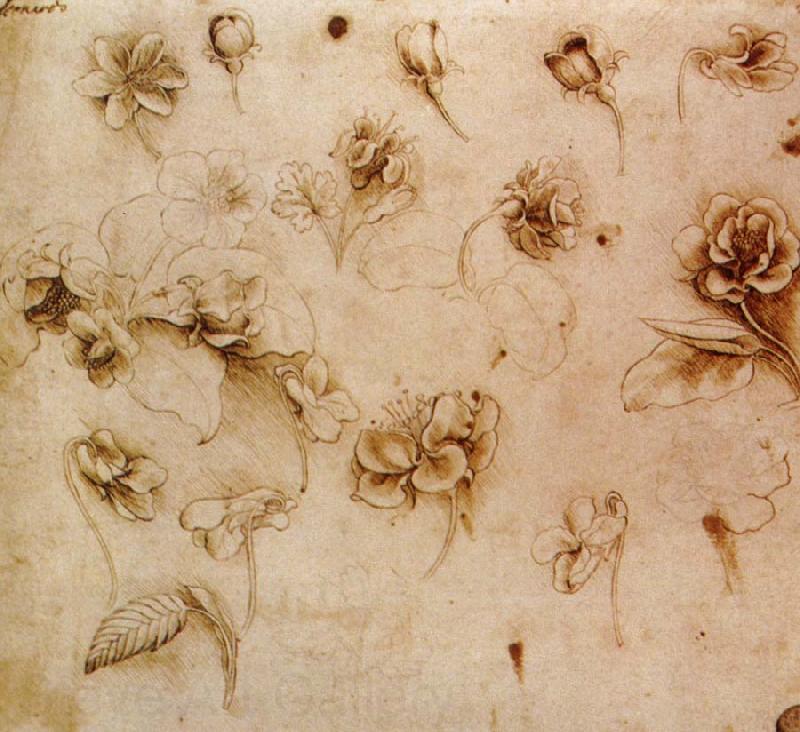 Leonardo  Da Vinci Flower Studies France oil painting art